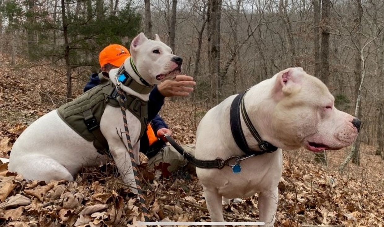 New Hunting Breeds—Dogo Argentino - Sporting Classics Daily