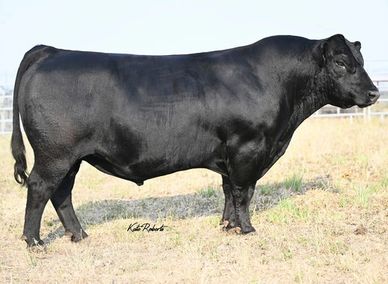 https://absbullsearch.absglobal.com/details/bull/29AN2314/B/USA/ANGUS/EN/US/USA