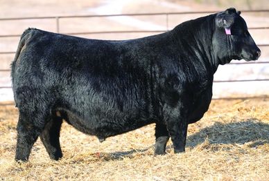 A black cow standing on dry grass in an outdoor pen.