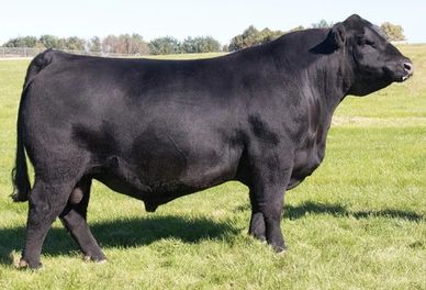 A large black bull standing on green grass in a sunny field.