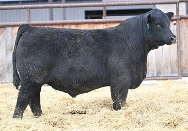 A black bull standing on straw in a barn-like setting.
