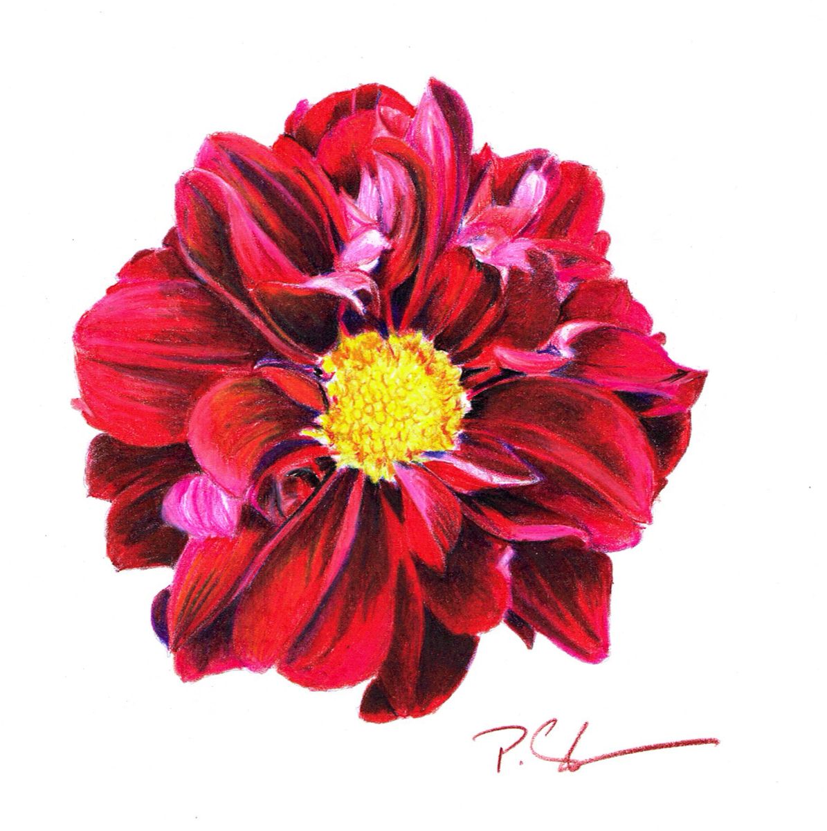 Ruby Flower Drawing Red Flower