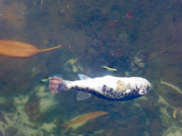 Dead fish in the canal 
