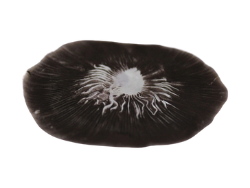 mushroom spore print in a circle