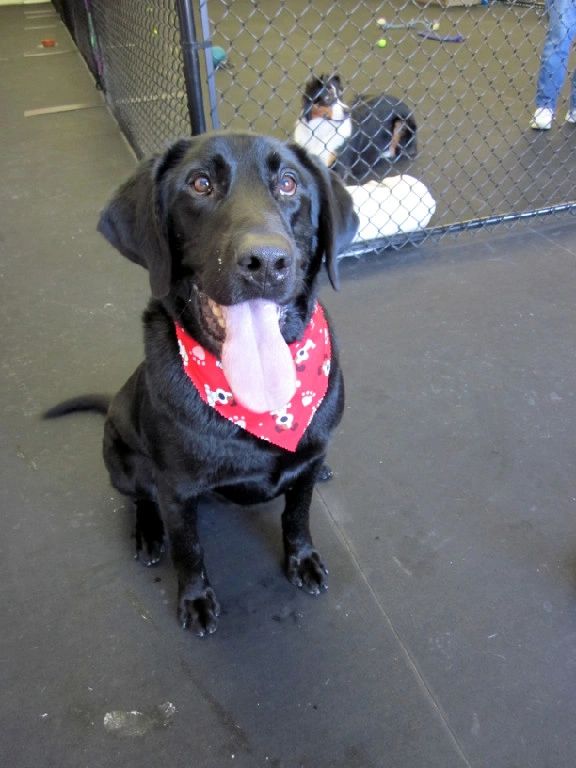 Wags &amp; Barks Doggy Day Care, LLC