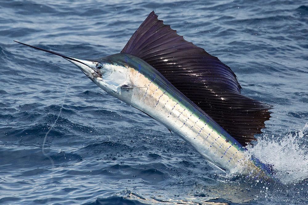 Knotty Hooker Charters