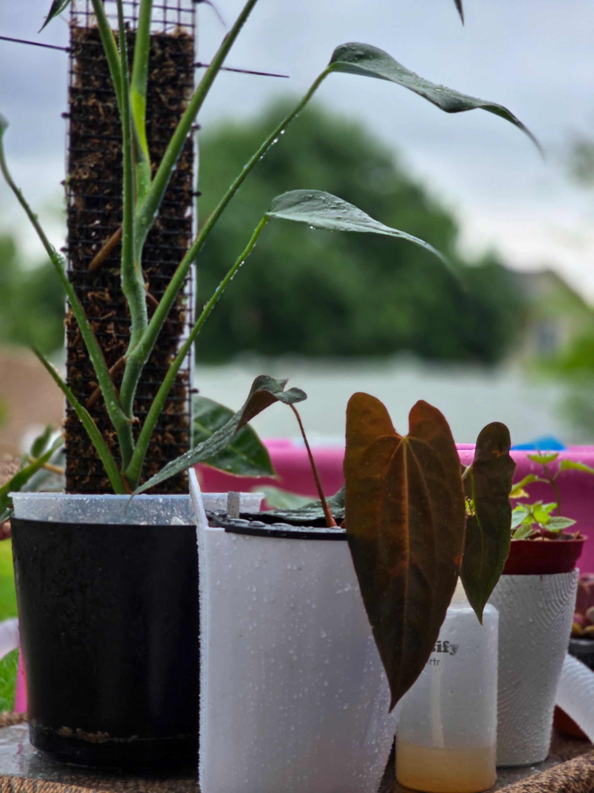 Anthurium Queen of Hearts and Monstera Burle Marx Flame