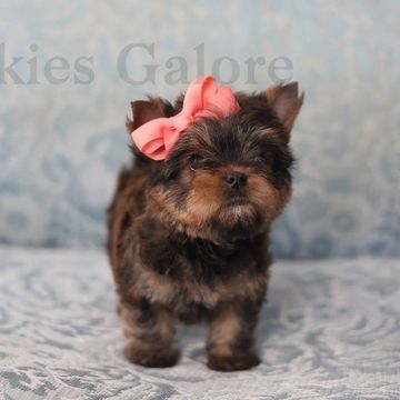 Tiny Yorkshire Terrier puppy with a pink bow on a soft blue patterned blanket.