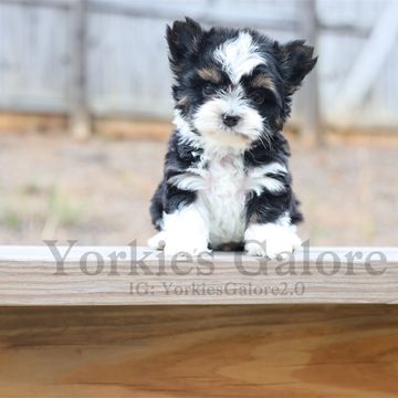 Adorable black and white Yorkie puppy standing on a wooden surface outdoors.