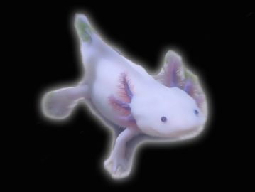 A glowing axolotl with translucent skin on a black background.