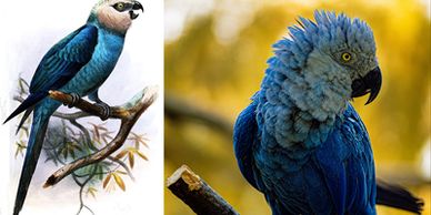 Twee verschillende papegaaien met blauw verenkleed.