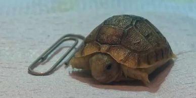 Kleine schildpad naast een paperclip.