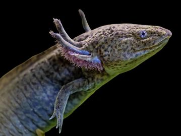 Close-up of a salamander with feathery gills against a black background.