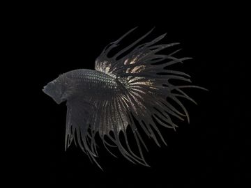 Black crowntail betta fish with flowing fins on black background.