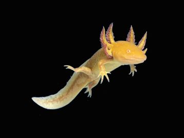 Yellow axolotl with feathery gills against a black background.