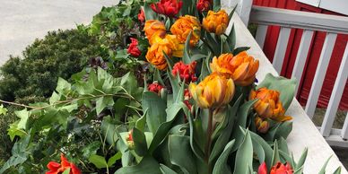 Window Boxes