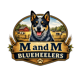 Blue Heeler Puppies 