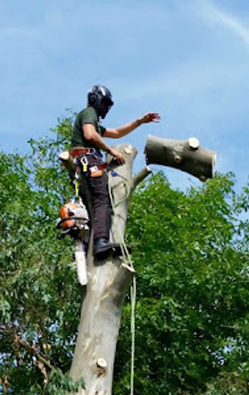 Tree cutting