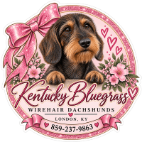 KENTUCKY BLUEGRASS WIREHAIR DACHSHUNDS