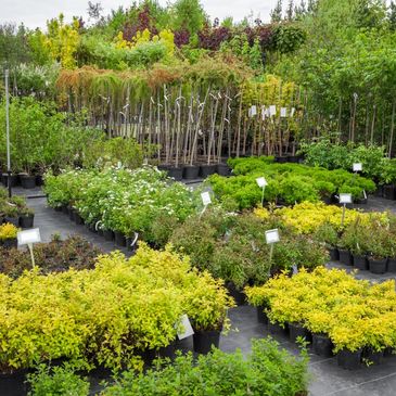 Spirea plants in plastic pots, seedling of trees, bushes, plants at plant nursery.
