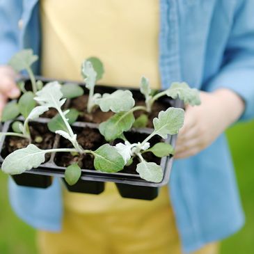 Little boy holding seedling in plastic pots in domestic garden or family farm 