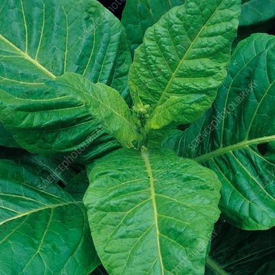 Tobacco Plant