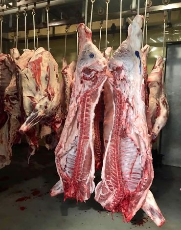 Halved livestock in a slaughterhouse meat market