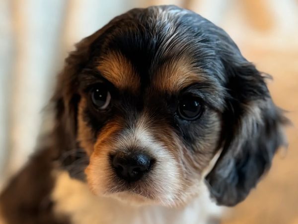 Cross Keys Cavaliers of the Shenandoah, Inc. proudly introduce our very own American Spaniel. 