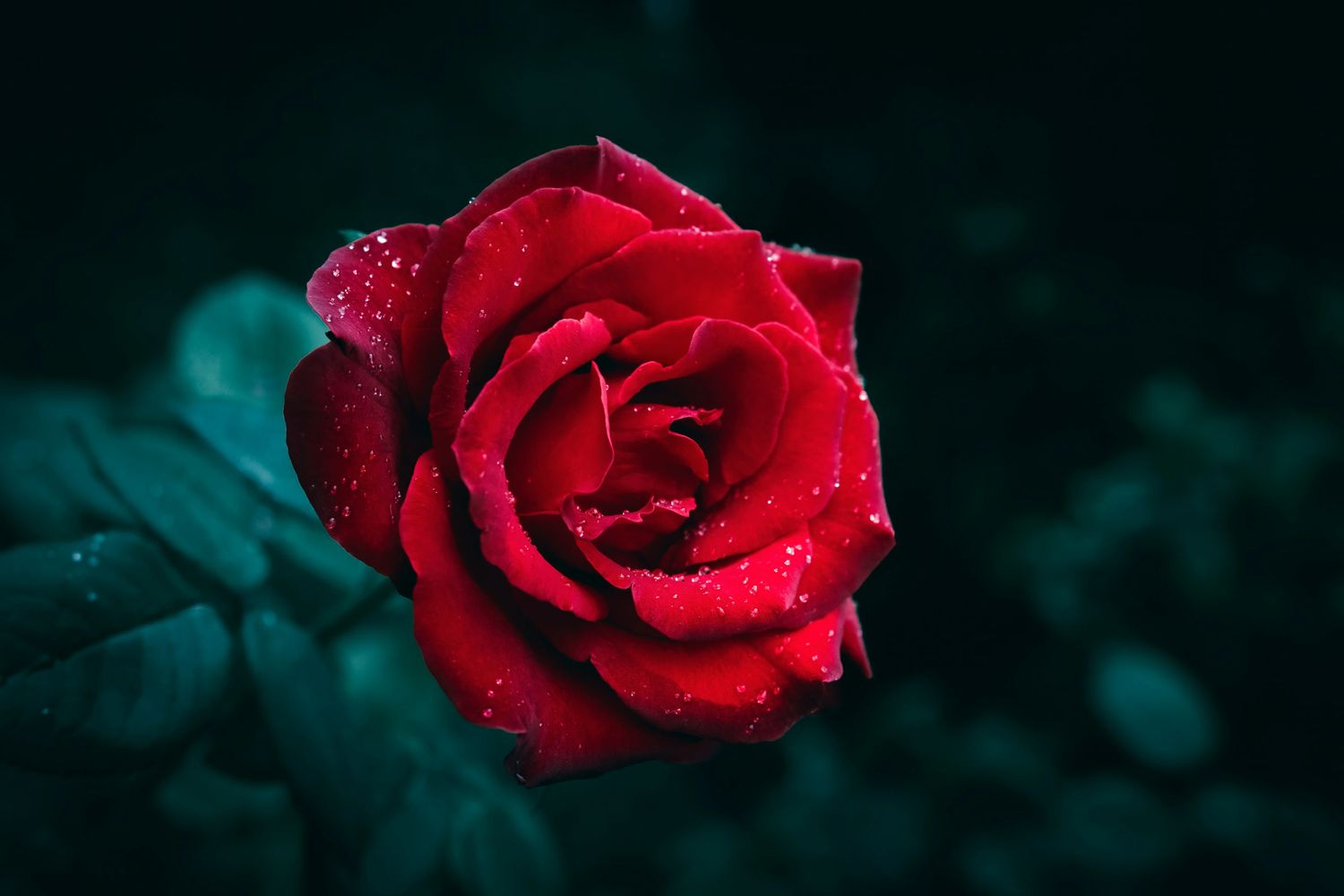 romantic dark red rose 