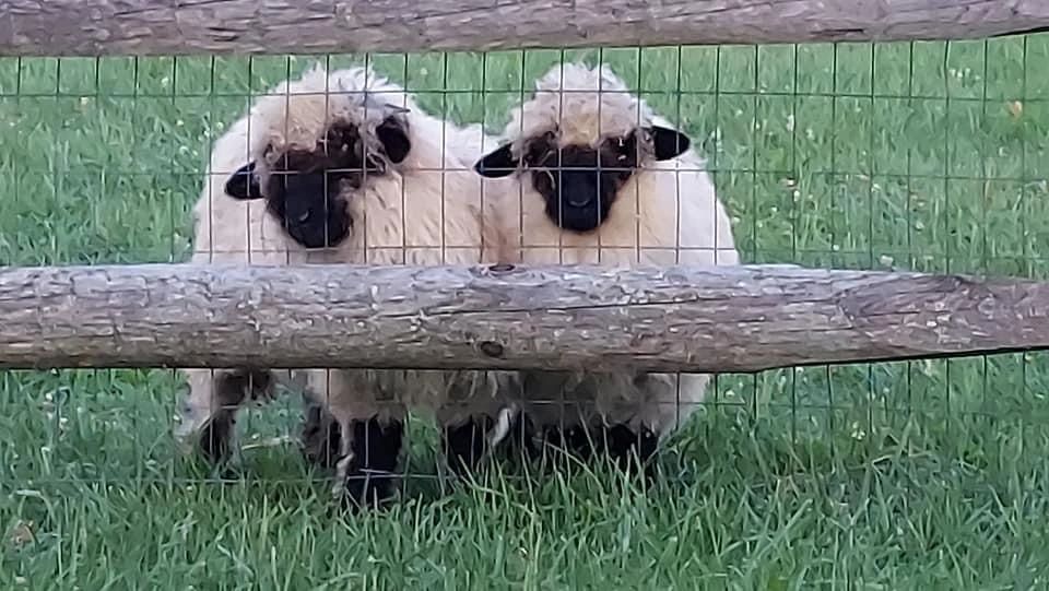 Harry and Hudson the first two wethers at HHF