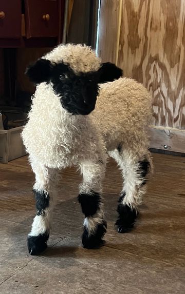A curly white lamb with black face and legs standing indoors.