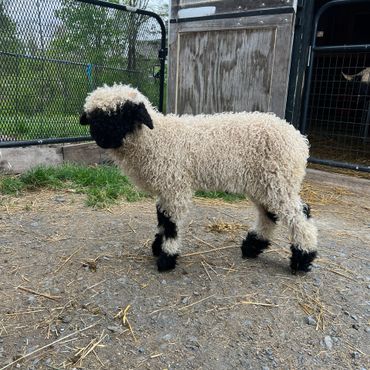 A young Valais Blacknose sheep stands on a farm path near a barn.