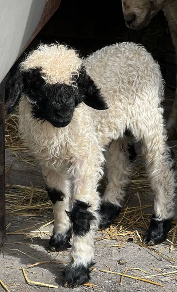 Curly black and white baby lamb standing on straw-covered ground.
