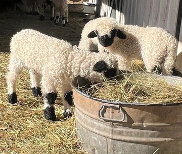 Three fluffy lambs with black faces eat hay from a metal container.