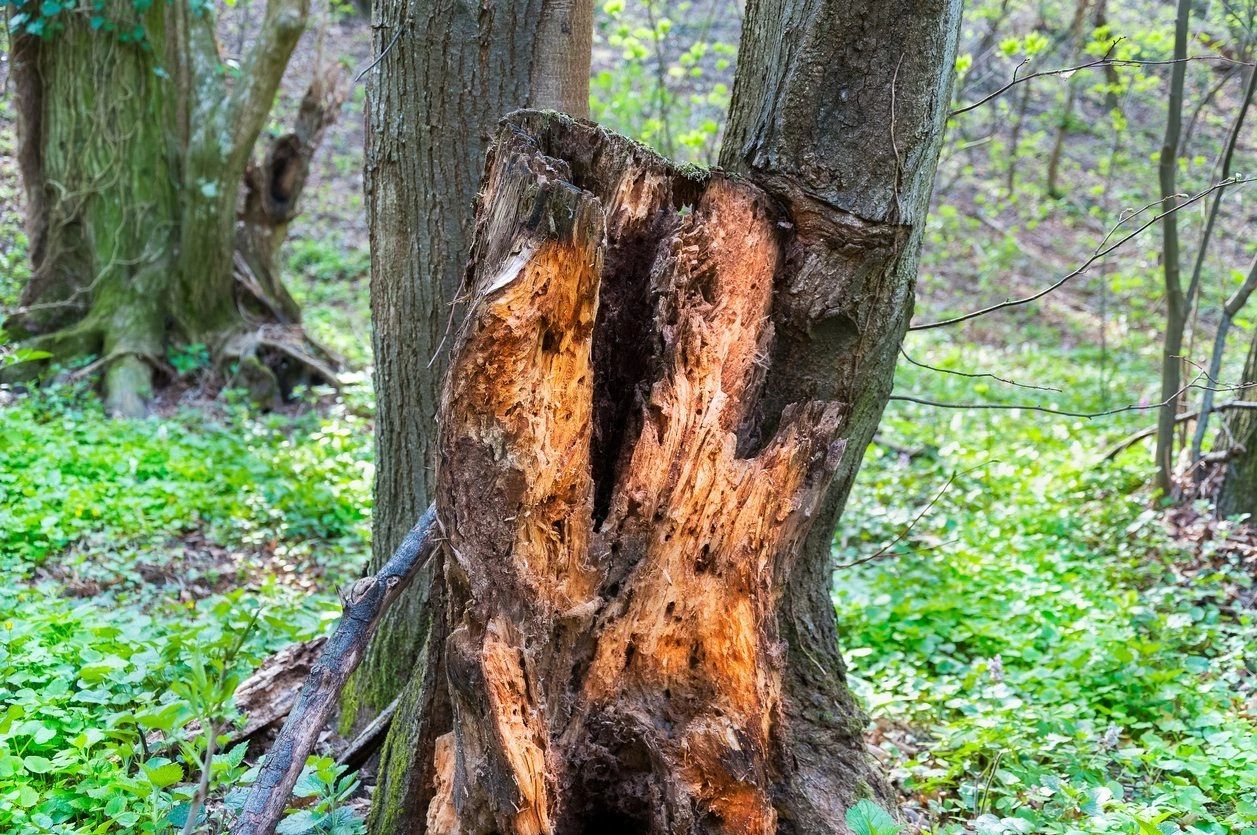decay-can-cause-hazardous-defects-in-trees