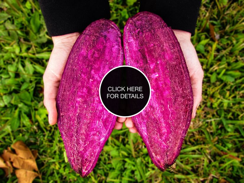 Blue Sky Farms of Florida
Purple Sweet Potatoes
Photographer: Kate Alfonso