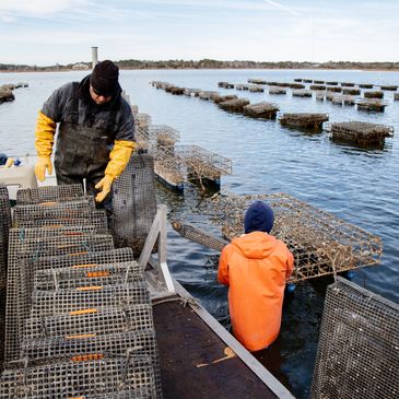 Middle Sound Mariculture - Oyster Wholesaler, Oyster Farm Tours