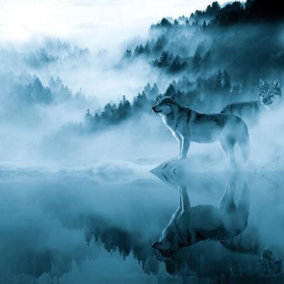 A wolf stands by a misty, reflective lake surrounded by foggy forested mountains.