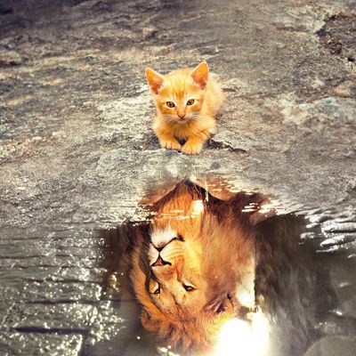 A kitten sees a lion reflection in a puddle, symbolizing courage and potential.