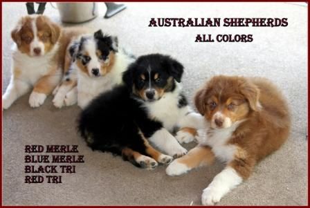 Caring for a Mini Australian Shepherd