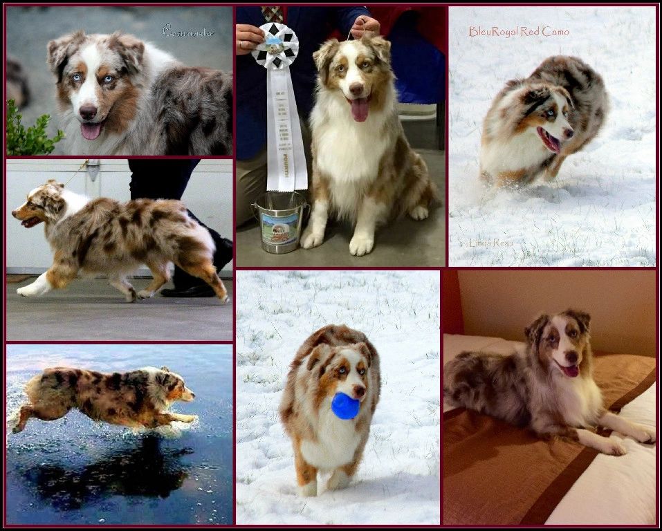 Crate Training Your Australian Shepherd - Learn How to Do It!