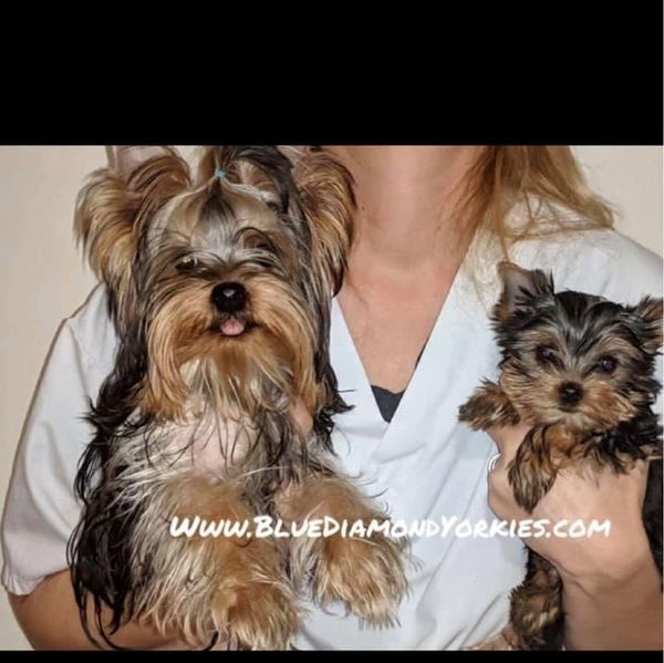 Yorkie puppies for sale.  Past Yorkies 