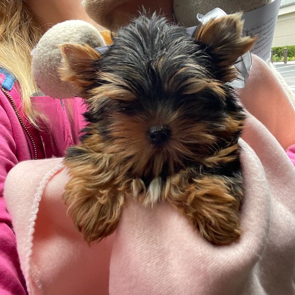 Yorkie puppy for sale Jacksonville Florida