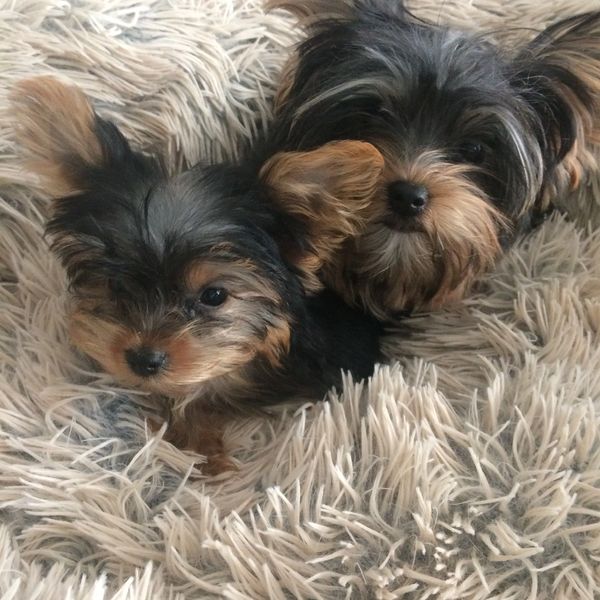 Yorkie puppy for sale Jacksonville Florida
