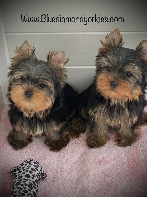 Yorkie puppies for sale.  Past Yorkies 