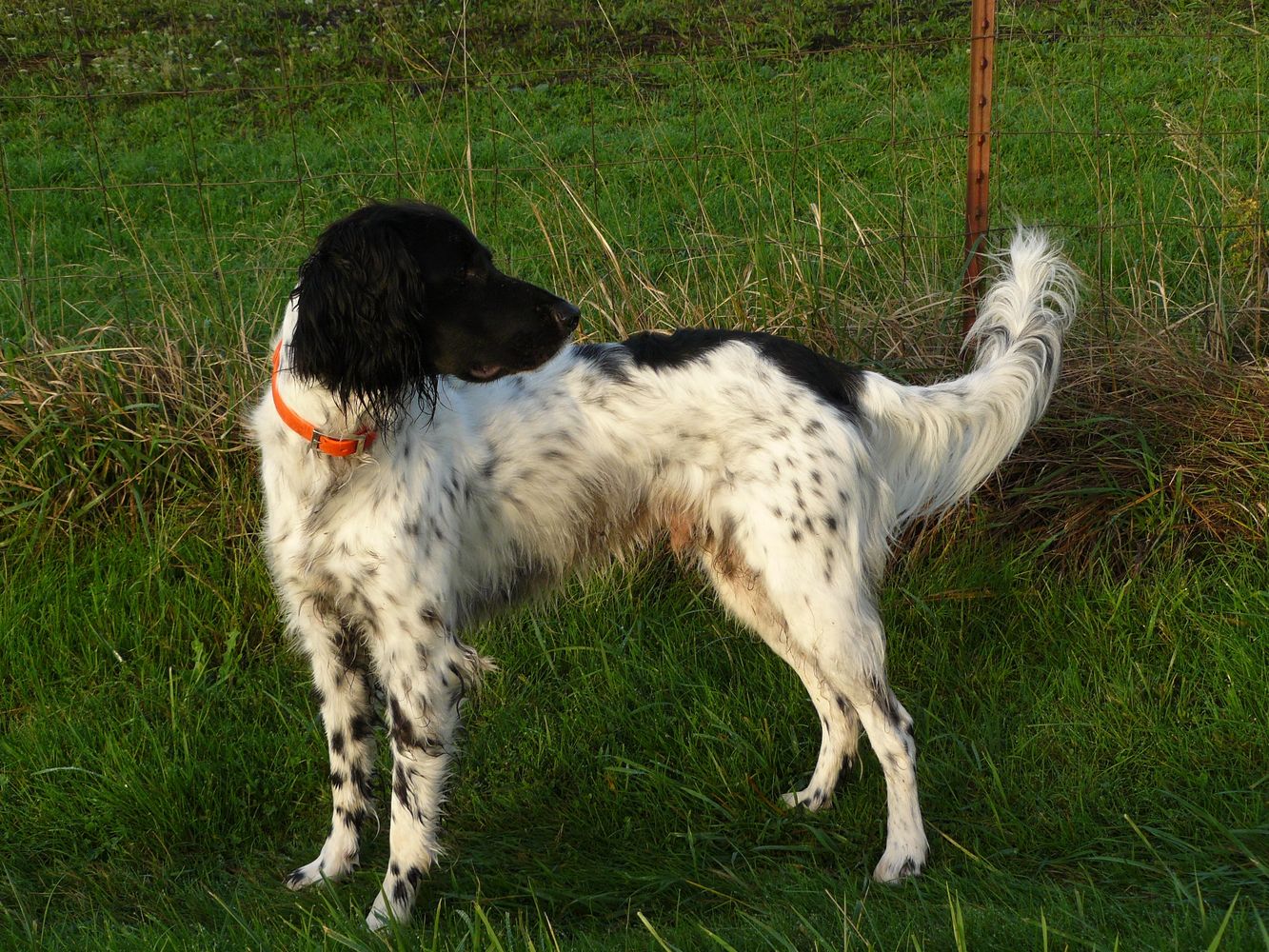 Dog standing next to fence