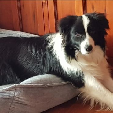 Bailey lazing about.