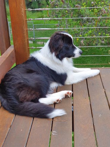 Bailey at 9 months old