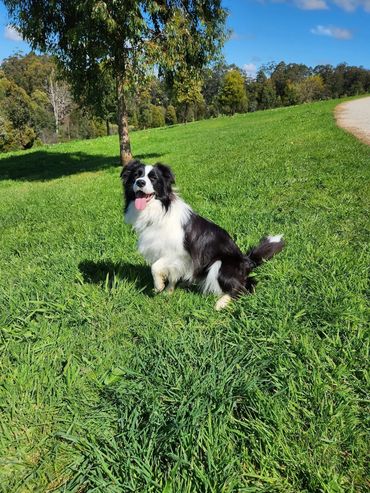 Bailey on a morning run.