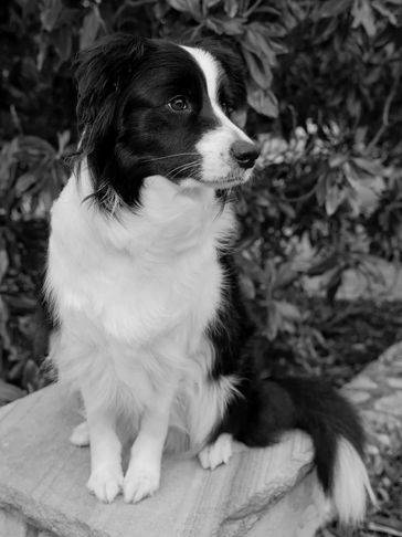 Our Dam, Bailey (aka Cedarpark Glitter)